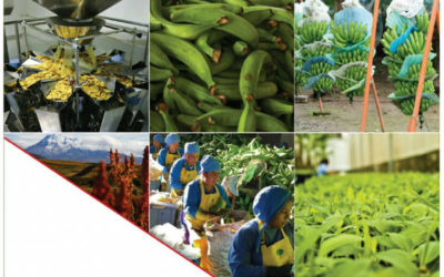 The outlook for Ecuador’s exports in 2023
