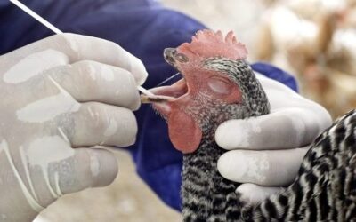 Avian influenza in Ecuador leads to over 1.2 million poultry deaths