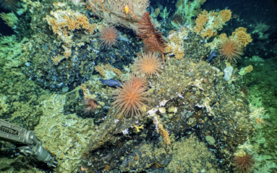 Scientists discover pristine deep-sea Galápagos reef ‘teeming with life’