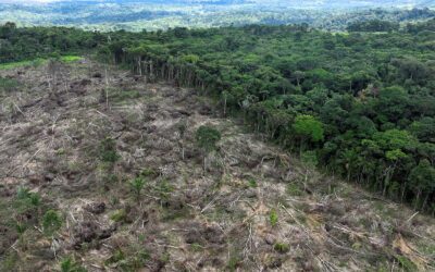 Cerro Blanco, the Guayaquil primal forest reserve threatened by deforestation