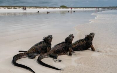 Ecuador achieves a groundbreaking agreement to safeguard the Galápagos and cut costs