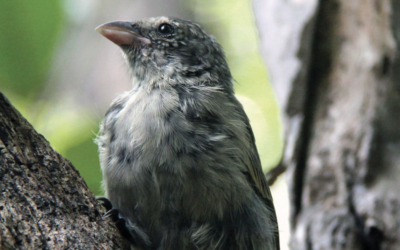 Eighteen ‘critically endangered’ Mangrove Finch fledglings successfully hatched in the Galapagos