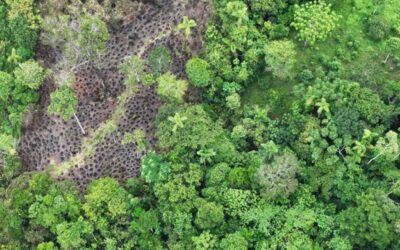 Oil palm and balsa crops trigger deforestation in the northern Ecuadorian Amazon