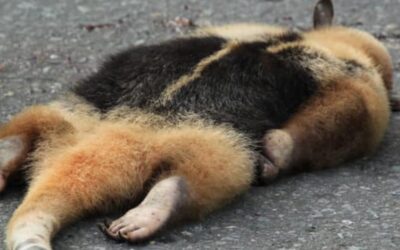 More than 5,000 road kills of wild animals have been registered in the last 15 years in Ecuador