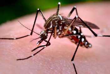 Aedes mosquitoes bringing dengue fever to Ecuador, already claiming two lives in Cotopaxi