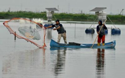 Ecuador’s Shrimp Industry Grapples with Escalating Criminal Threats