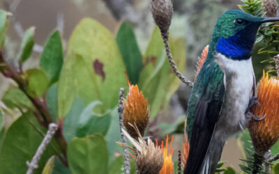 A visit to Cerro de Arcos, the home of a unique hummingbird in Ecuador
