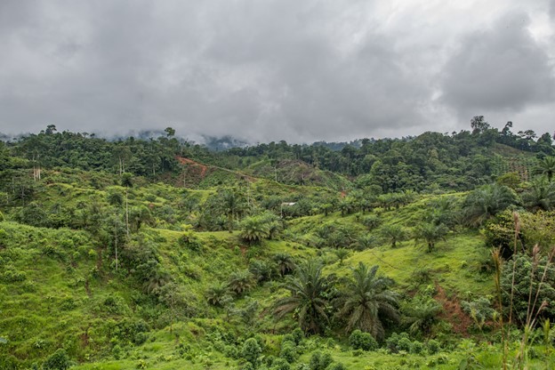 Sound recordings and AI tell us if forests are recovering, new study from Ecuador shows
