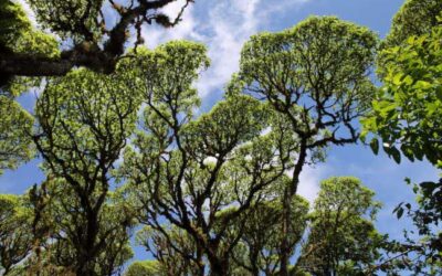 A Galapagos forest is in danger of extinction from invasive plant species