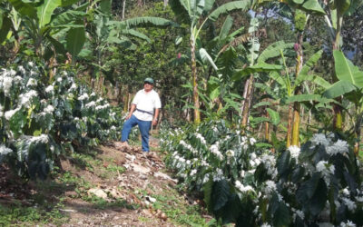 Ecuadorian coffee production is in decline and now supplies only 50% of national consumption