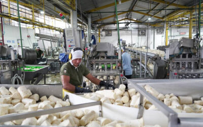 Ecuador Gains Ground with Palm Heart, Secures 75% of the Global Market