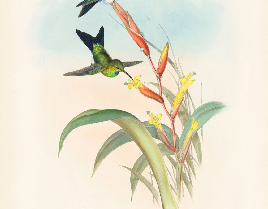 Turquoise-necked hummingbird could become Ecuador’s first extinct endemic species