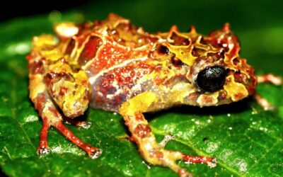 A New Species of Frog Discovered in Ecuador