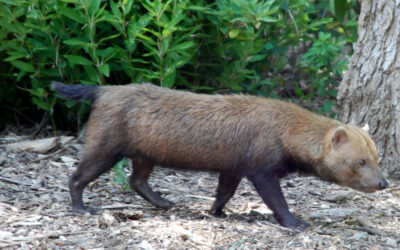 Rare Bush Dog Captured on Camera in Ecuadorian Amazon