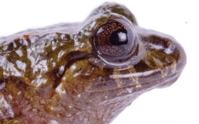 The Reappearance of the ‘Cutín de Molleturo,’ and Endemic Frog Thought Lost for 100 Years