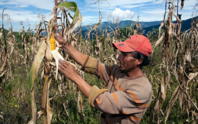 Ecuador on the Brink: Corn Shortage Sparks Food Crisis