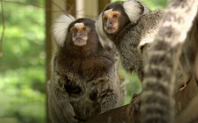 Marmoset Monkeys Call Each Other by Name, Just Like Humans