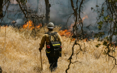 More than 1,900 Forest Fires Recorded in Ecuador So Far in 2024