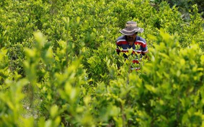 Coca Cultivation and Cocaine Production Expand in Colombian Border Departments with Ecuador