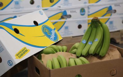 Drug Contamination Poses Significant Risk to Ecuador’s Exports