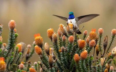Jocotoco Foundation Awarded $1 Million to Save Endangered Hummingbird