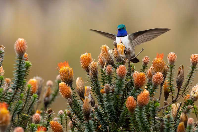 Jocotoco Foundation Awarded $1 Million to Save Endangered Hummingbird