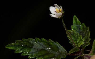 ‘Miracle’ in miniature as rare new plant defies deforestation in Ecuador
