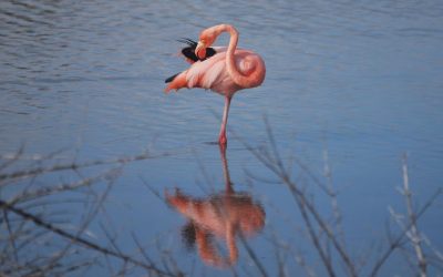 Flamingo Population in the Galapagos Faces Severe Decline