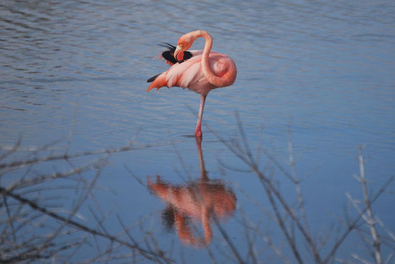 Flamingo Population in the Galapagos Faces Severe Decline