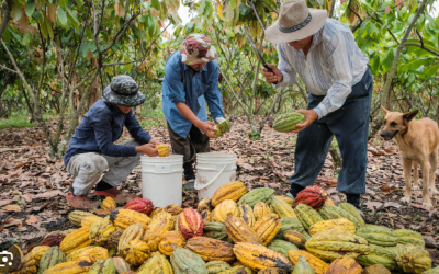 Ecuador Embraces Sustainable Agriculture Amid EU Deforestation Regulations and Regional Collaboration