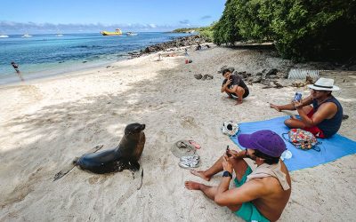 Galapagos Beach Shut Down to Protect Sea Lions Amid Tourist Misconduct