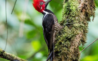 The Guayaquil Woodpecker Faces New Challenges