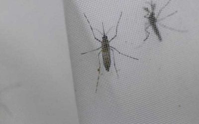 Dengue Cases Surge in Ecuador