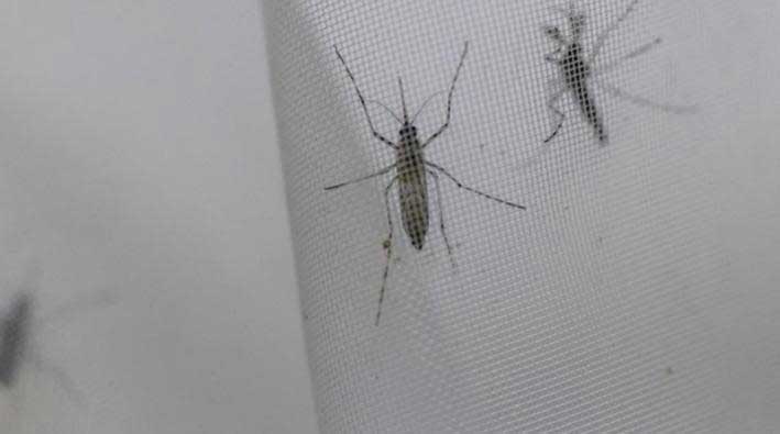 Dengue Cases Surge in Ecuador