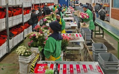 Fewer Flowers for Mom This Year as Exports Dip Ahead of Mother’s Day