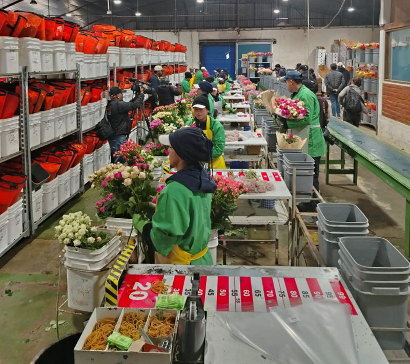 Fewer Flowers for Mom This Year as Exports Dip Ahead of Mother’s Day