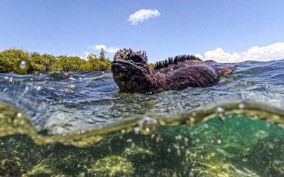 Local Voices Lead Conservation Push in the Galapagos