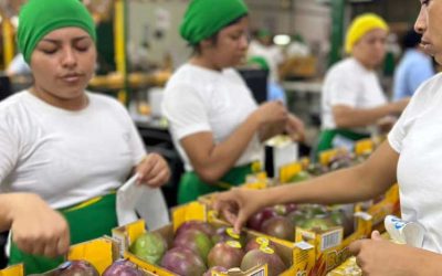 Ecuadorian Fruits Make a Mark in the U.S. Market