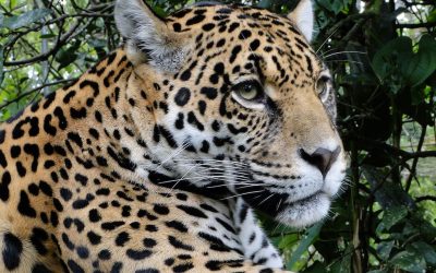 Coastal Jaguars Face Growing Isolation as Habitat Disappears