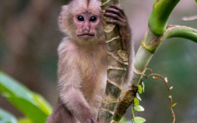 Ecuador’s coastal monkeys pushed to the brink by habitat loss and trafficking