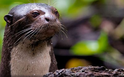 Ecuador’s playful river residents: otters that reveal the health of our waterways