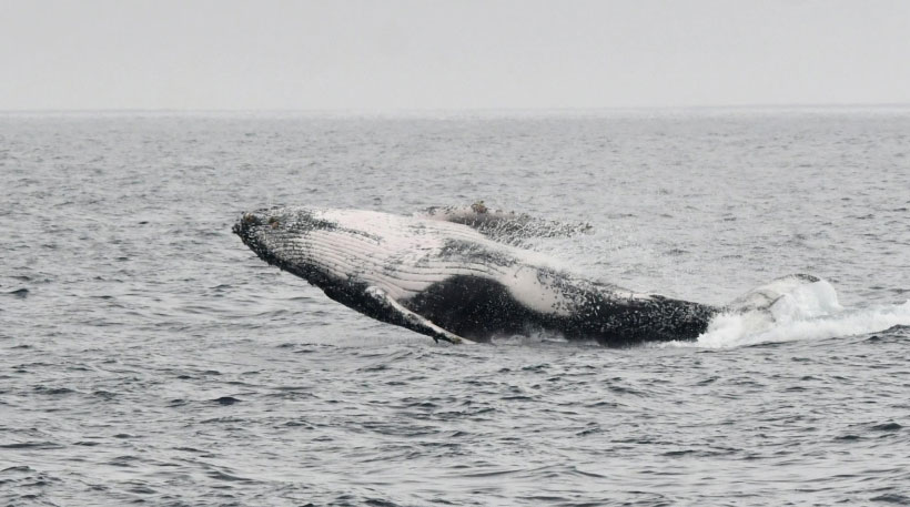 Crime Shadows Manabí’s Tourism Revival as Beaches Fill and Violence Tests Ecuador’s Coastal Heart