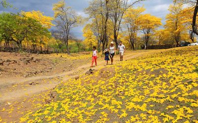 The Guayacanes Begin to Fade