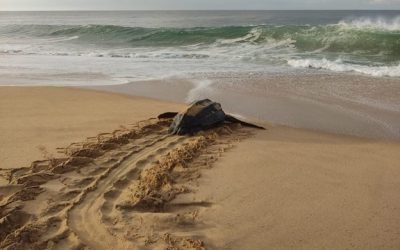 Without beaches or legal protection: the odyssey of the world’s largest sea turtles to nest in Ecuador