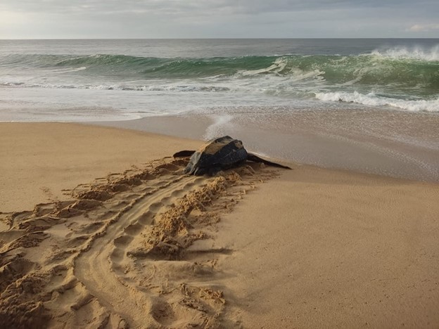 Without beaches or legal protection: the odyssey of the world’s largest sea turtles to nest in Ecuador
