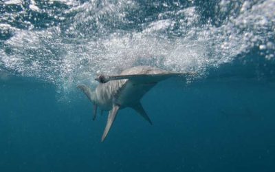 Fraud in the markets: endangered shark species are being sold as corvina in Ecuador