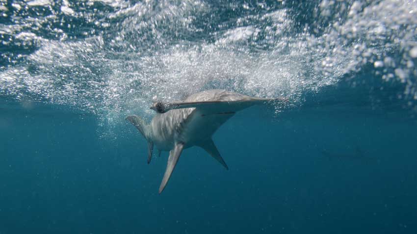 Fraud in the markets: endangered shark species are being sold as corvina in Ecuador