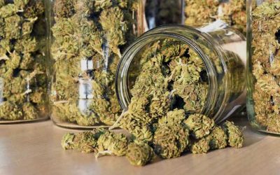 Cannabis proposal stalled after signature count falls short