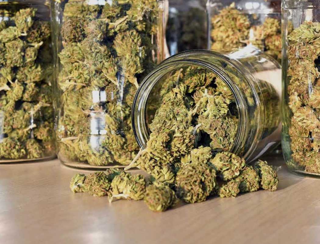 Cannabis proposal stalled after signature count falls short