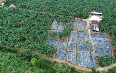 Banana blight threat could cost Ecuador billions, study warns